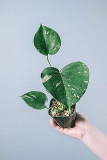 葉っぱの生え方や、斑の入り方には個体差があります。