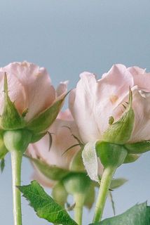 外側の花びらは変色しやすいので、気になる場合外してください。