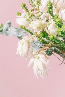 セルリアは頭が重たく、おじぎしているものもございます。