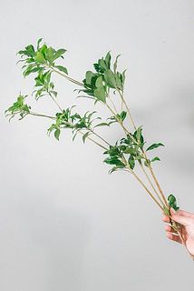 枝ぶりには個体差があります