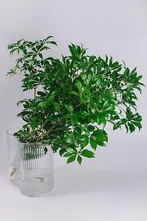 お部屋の一角がグリーンに💚