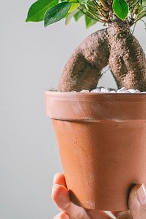 一部、鉢に汚れがある場合がございます。
