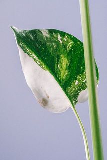 一部、葉っぱが茶色くなっている場合がございます。ご了承ください。