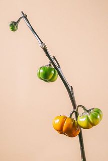 ソラナム（パンプキンツリー）の実の付き方には個体差がございます。