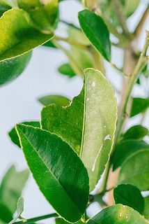 一部、葉に傷や欠けある場合がございます。虫食いなどもありますが自然のものなのでご理解の上ご購入ください。