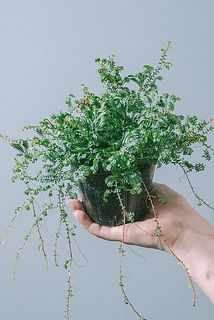 枝ぶりには個体差がございます。