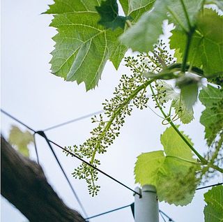 6月ごろからぶどうの花が咲き始めます。最初は20〜30cmと長く、なんと1000粒の実があるそう！
