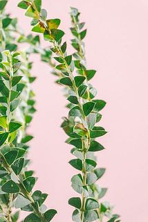 一部葉が茶色くなっている個体がございます。