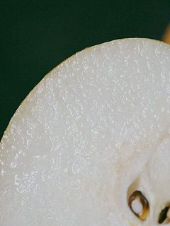 ジューシーな果汁がたまりません🤤