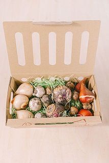 球根がたっぷり🧅