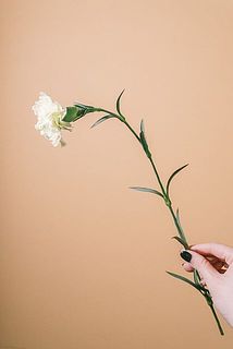夏の暑さにより、今の季節のカーネーションは茎が柔らかく、折れやすいです。