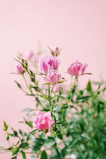 ピンクのフリフリの花びらが可愛い🩰