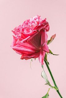外側の花びらは傷がついていることも。気になる場合は優しく取ってあげてください。