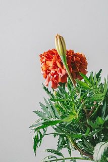 蕾がついていることも!
