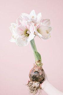 開花イメージ