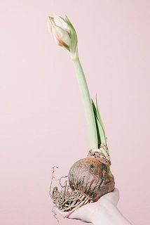 茎が伸びてくる様子も楽しんで👀