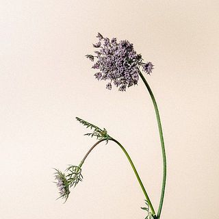  レースフラワー「ダウカスボルドー」は首が下がっているように見えますが、品質には問題ありません。