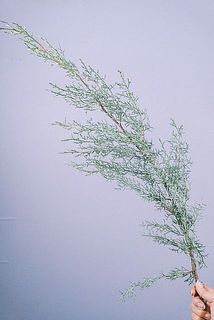 枝ぶりには個体差があります。