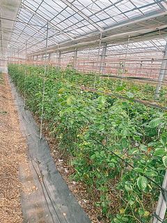 増田さんのハウスにフローリストが行ってきました🌹