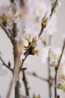 蕾から咲いてきます🐣