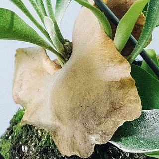 茶色い部分は「貯水葉」というもの。枯れているわけではありません。