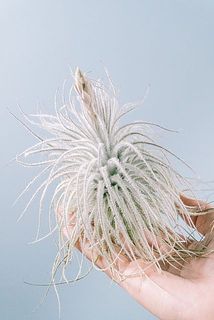 お届け例