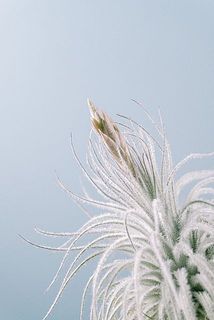 花芽つき😍