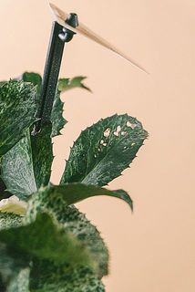 一部、葉が傷ついていたり茶色く変色している場合がございます。