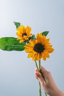 サイズには個体差がございます。