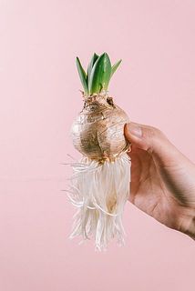 サイズや成長具合には個体差がございます。