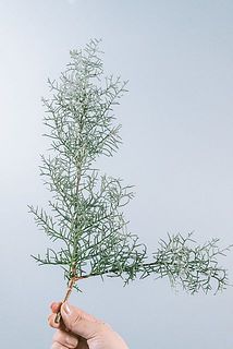 ブルーアイスの枝ぶりには個体差がございます