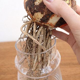 太い根っこは切らずにそのままでOK。根っこに含まれていた水分も開花に必要なエネルギー💪開花が進むにつれて、自然と細くなりなくなっていきます。太い根はカットせず、ポロポロと自然に落ちていくのをお待ちください。