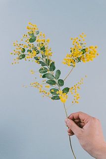 花付きには個体差がございます。※ミモザの品種はおまかせです。