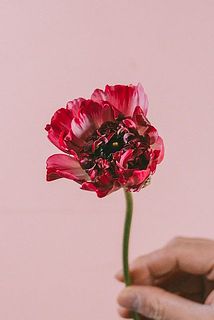 シャルロットの咲き方には個体差がございます。