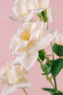 バラの外側の花びらは、お花を守るためについています。傷や汚れが気になるときは、そっと取りのぞいてみてください。