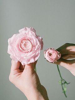満開になるとこんなに大きく！（写真は別の品種です）