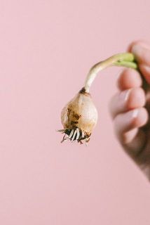 根っこが少なかったり、ちぎれてしまっても、新しく生えてくる可能性がございます。