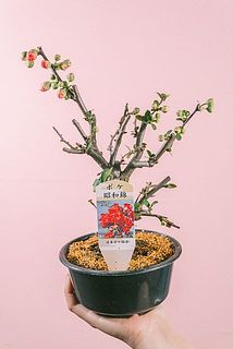品種はおまかせになります。