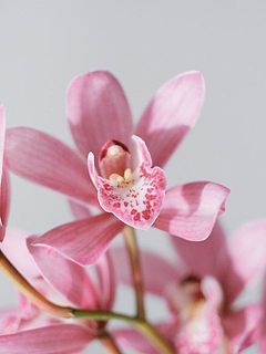 美しいピンク色に繊細な模様。じっくり見て楽しいお花です。