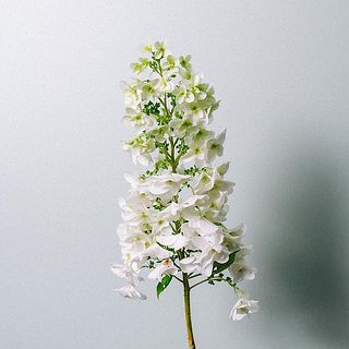 花びらが繊細なため、一部茶色く変色していることも。気になる場合はやさしく取り除いてください。