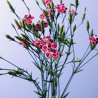 ナデシコ　