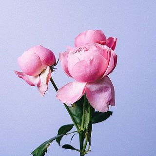 バラの外側の花びらは傷が付いていることも。内側を守る役割のため、そのままお届けします。気になる場合は優しく取ってあげてください。