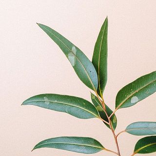 ユーカリは一部変色していることも。自然の風合いのためそのままお届けします。気になる場合は優しくとってください。