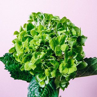 紫陽花は茎の先を十字にカットし、中の白いワタの部分を取りのぞいてあげると水の吸い上げがよくなります。