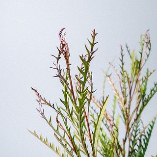 アイバンホーとフィリカは元々ドライな質感のお花です。