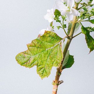 紫陽花の葉っぱは変色していますが、品質には問題ありません。気になる場合は取ってください。