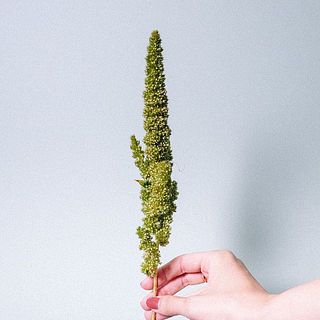 ケイトウ・グリーンサムは30cmの短めサイズでお届け。