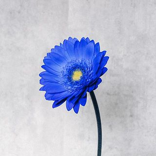 鮮やかなガーベラ。染料で水の色が青くなることがありますが、品質に問題はありませんのでご安心を。