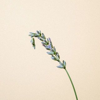ラベンダーは1本お届け。