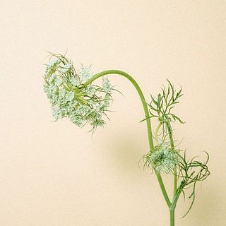 雪下にんじんの花は、首が下がっているように見えますが品質は問題ありません。気になる場合は「湯揚げ」をお試しください。